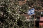 536 Israeli attacks targeting West Bank farmland, crops in 2026