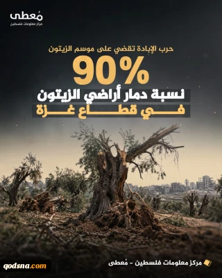 تخریب 90 درصدی باغات زیتون فلسطینیان در کرانه باختری+عکس